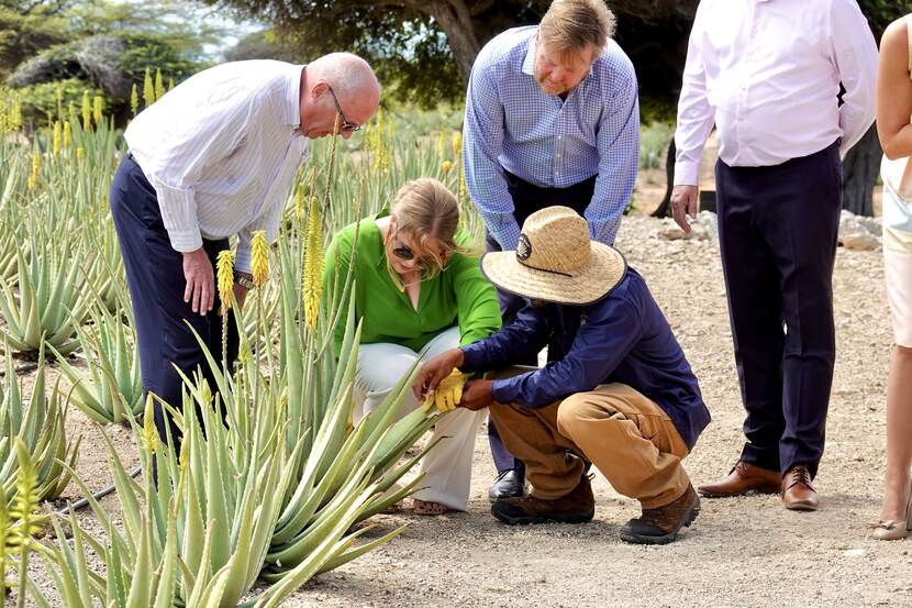 The Princess of Orange at Royal Aruba Aloe